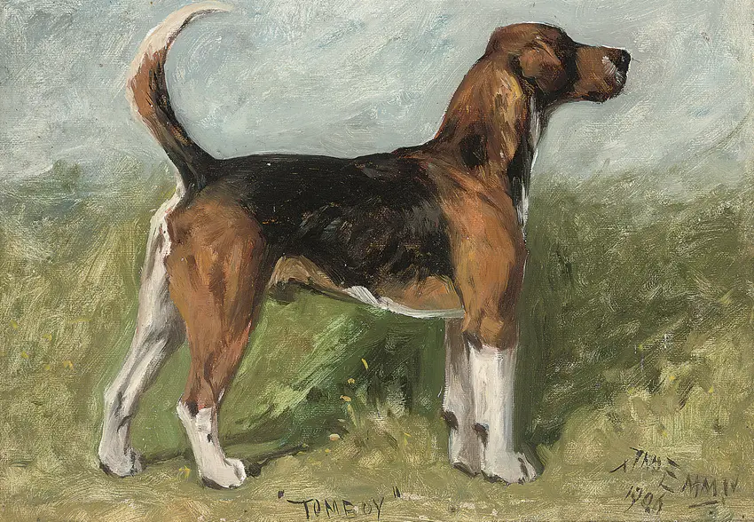 Tomboy, a beagle in a landscape (1906)
